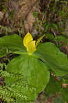 Yellow trillium